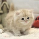 강진-36 | 강진고양이분양 멀리서도 믿고 만나는 이동분양 이야기 도레미캣