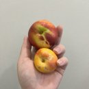 별이네청과