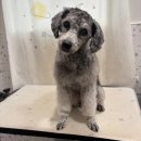 설이네 펫살롱 이미지