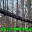 백두대간 사시 상황버섯 산행.190 (산더덕은?) 이미지