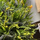 블랑-메이 이미지