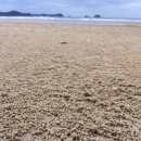 장삼포해수욕장 이미지