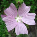 큰사향아욱 [Malva alcea] 이미지