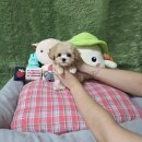 행복펫메이트 | 광주강아지입양 펫왕국 후기