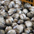 ((종료))25.6월6.7.8.(금.토.일)2박3일 위도.섬여행 김광수 운영총대장 *** **** **** 이미지