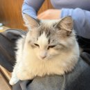 도도그루밍 | 송리단길 놀거리추천 | 데이트하기 좋은 길고양이마을 잠실점 방문후기