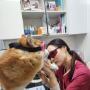 나루동물병원 이미지