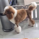 스탠푸켄넬 이미지