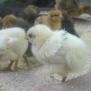 정종농장 이미지