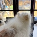 꼬마 강아지 | 강아지 피부사료 추천 닥터독 베츠초이스 포메라니안 3마리 급여 후기