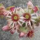 바위솔 꽃... 이미지