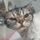 이쁘냥 고양이미용실 서대문점 이미지