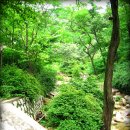 숲속의 계곡 이미지