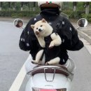 강아지봄 이미지