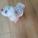 살롱드미미즈 | 미용노고 마친 우디 똥강아지 고나