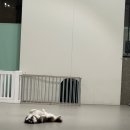 어반퍼피 이미지