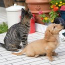 24시 더케어 동물의료센터 이미지