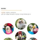 놀러오개 애견유치원 애견호텔 에버랜드점 이미지