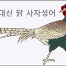 꿩대신닭 이미지