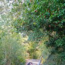 꽃의섬 | 거제 지심도 배편 거제도 동백꽃 명소 국내 섬여행