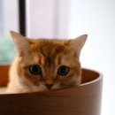 오뗄뒤샤 이미지