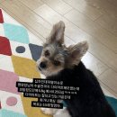 푸른동물병원 | 강아지 십자인대파열 슬개골탈구 내돈내산 후기 이주 후 경과 원주늘푸른동물병원