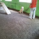 필애견훈련학교 이미지