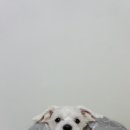 도담동물의료센터동물병원 이미지