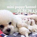 전주강아지분양 미니퍼피 가정견사 직영 이미지