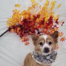 멍발머리 이미지