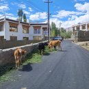 소보시장 화장실 | 레 호텔 추천 Crown Himalaya 호텔 리뷰, 메인 바자르 레 시장 구경, 라다크 유심 오픈, 레 맛집 추천