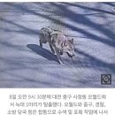 늑대가 탈출하다 이미지
