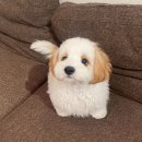 현대이동주유소 이미지