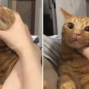 냥냥쌀롱 이미지