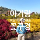 아산 피나클랜드 방문기 | 아기랑 꽃구경, 불꽃축제까지 즐기기 🌿