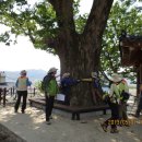 마산1로 느티나무길 이미지