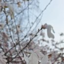 인천대공원 벚꽃 🌸 이미지