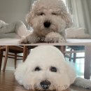 모모 애견미용 | 대전 도안동 애견미용 모모랑 비숑 미용 비포애프터 후기