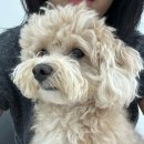 다소니펫살롱 이미지