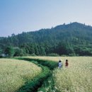 효석문학공원 이미지