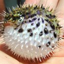 복어(Puffer fish) 이미지