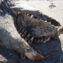 바다모은 이미지