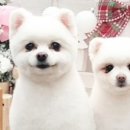 써니애견 미용실 이미지