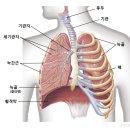 인후염 쉰목소리 치료 오직 한 길만, 초대형 노래방서바이벌 VS 성대결절전문 한의사