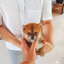 퍼피데일리 이미지