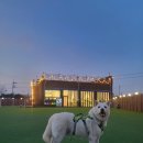 바둑이펫 이미지