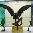 H9104 Daum카페