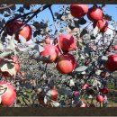 이경희농장 이미지