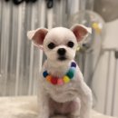 참견(犬) 이미지