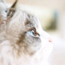 미모고양이 이미지